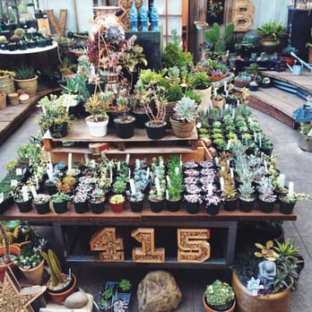 Succulence - Greenhouse with more selection - Team Building Activities Near Me