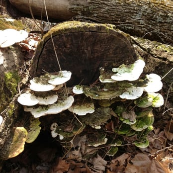Mitchell Memorial Forest - Parks Near Me - Cleves, Ohio