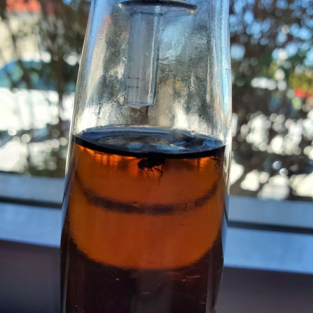 Jose's Country Kitchen - Flies in the syrup... eew - American Near Me - Paso Robles, California Jose's Country Kitchen - Flies in the syrup... eew - American Near Me - Paso Robles, California