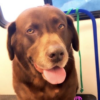 tubs grooming - Barney, all nice & clean! - Pet Groomers Near Me tubs grooming - Barney, all nice & clean! - Pet Groomers Near Me