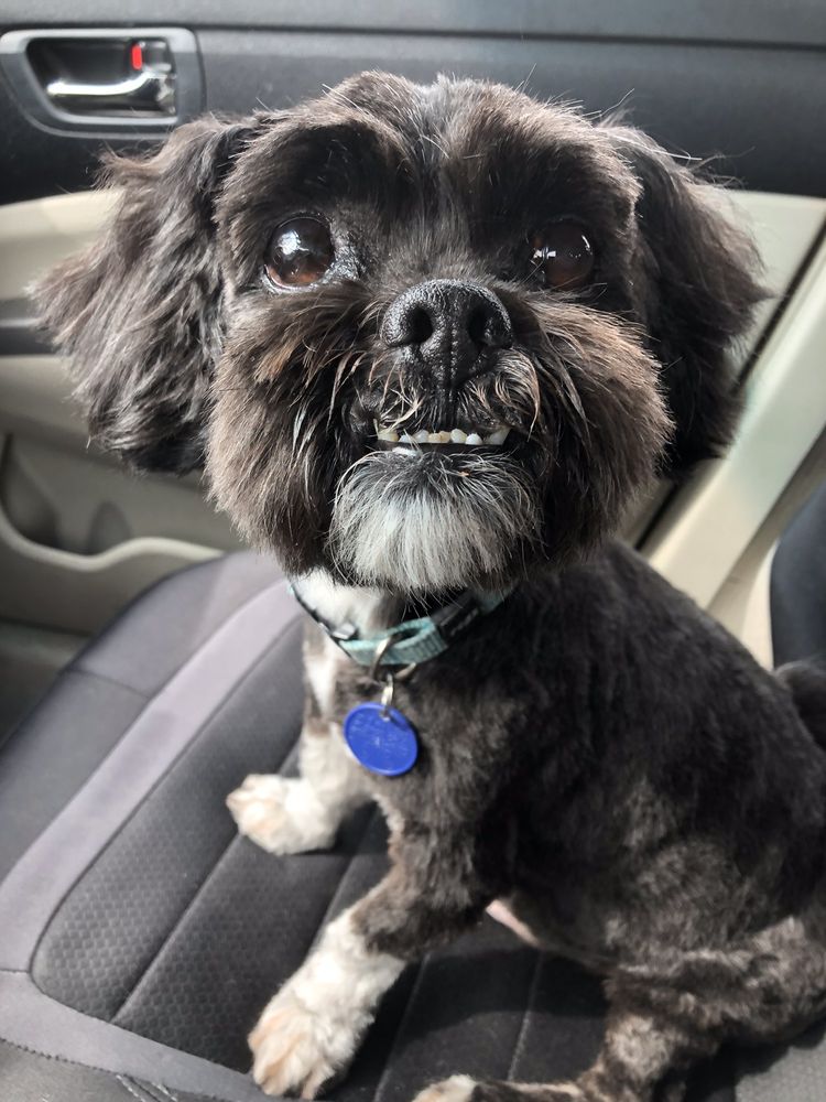 FABULOUS LANAI GROOMING Updated September 2024 67 Photos & 80 Reviews 5675 Freeport Blvd