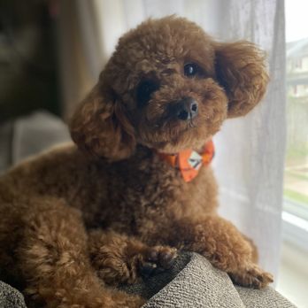 GROOM! Salon - Charlie after getting home from his appointment. - Pet Groomers Near Me - Silver Spring, Maryland