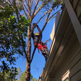 Pure Tree Care - Taking a tree off a roof! - Tree Services Near Me - Chapel Hill, North Carolina Pure Tree Care - Taking a tree off a roof! - Tree Services Near Me - Chapel Hill, North Carolina