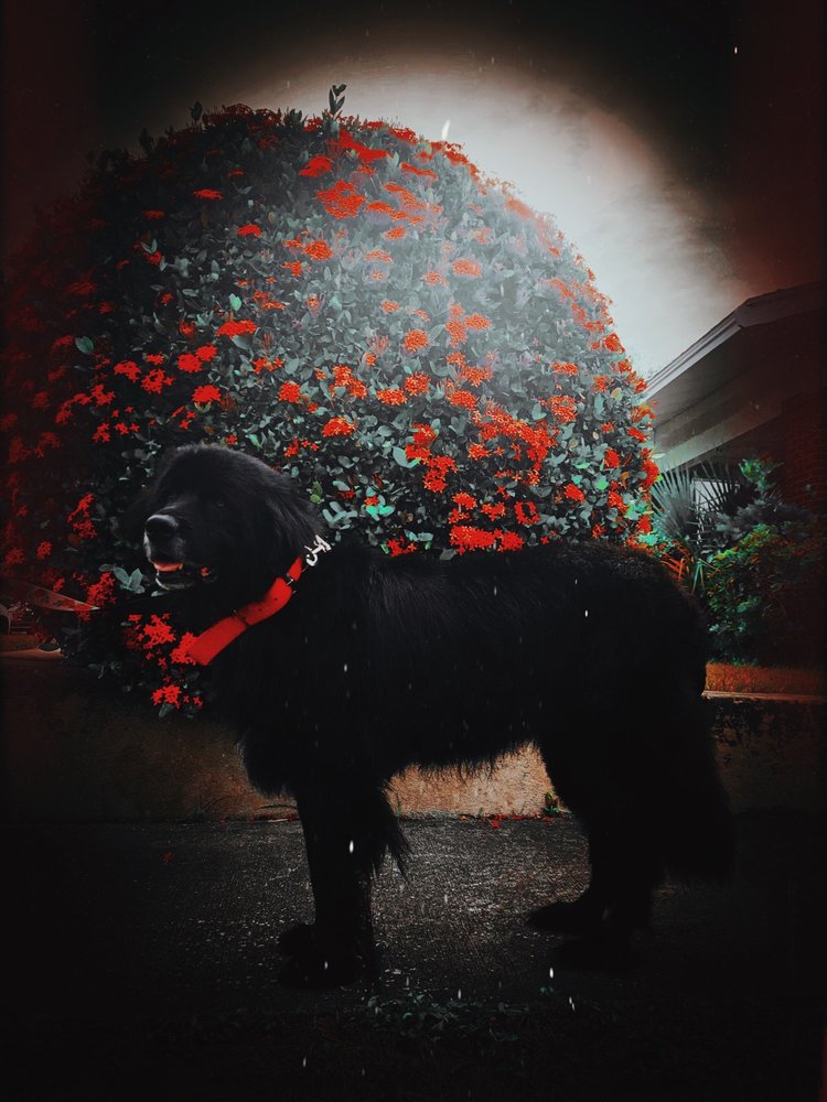 ANIMAL DERMATOLOGY SOUTH Updated October 2024 7741 Congress St, New