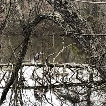 Lake Accotink Park - Herron just chilling... - Parks Near Me - Springfield, Virginia Lake Accotink Park - Herron just chilling... - Parks Near Me - Springfield, Virginia