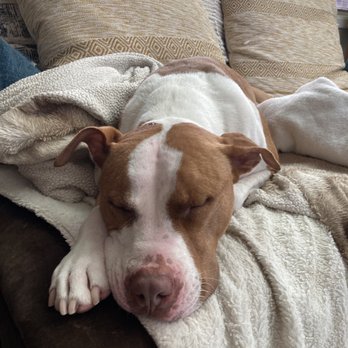 Four Paws Pet Ranch - Ziggy exhausted from too much fun at Four Paws! - Pet Training Near Me - Santa Rosa, California