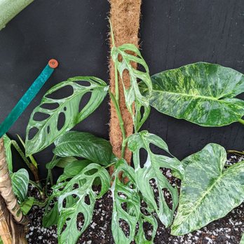 Wild Roots Nursery - Monstera Adansonii Variegated - Nurseries & Gardening Near Me - New Braunfels, Texas Wild Roots Nursery - Monstera Adansonii Variegated - Nurseries & Gardening Near Me - New Braunfels, Texas