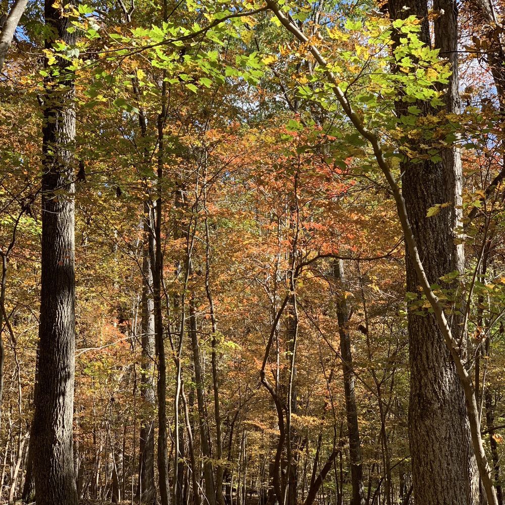 William B Umstead State Park - Hiking Near Me - Raleigh, North Carolina William B Umstead State Park - Hiking Near Me - Raleigh, North Carolina