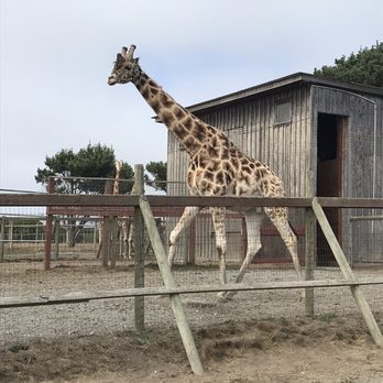 B Bryan Preserve - Feeding the giraffe was fun. - Tours Near Me - Point Arena, California B Bryan Preserve - Feeding the giraffe was fun. - Tours Near Me - Point Arena, California