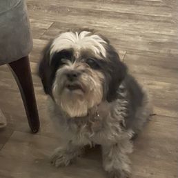 Sofie the wonder pup! Sofie the wonder pup!