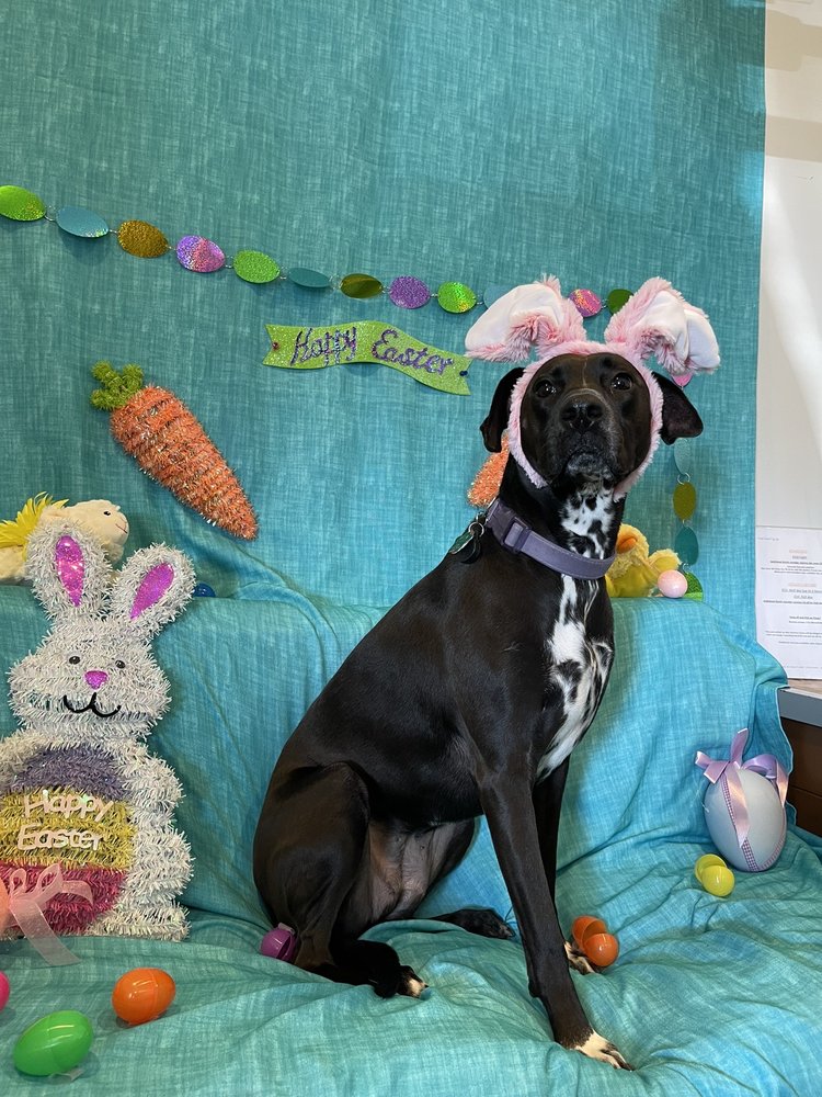 Orchid Island Dog Spa & Resort Image