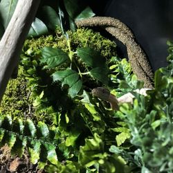 Miami Reptile Company