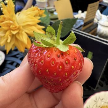 weavers cottage Tea Shoppe - Perfectly ripe strawberries - Tea Rooms Near Me - Torquay, TOB