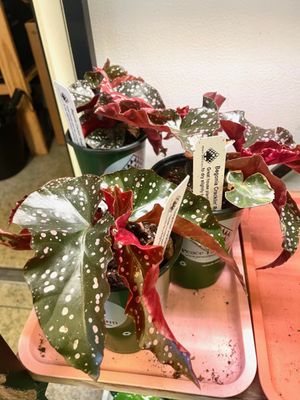 Chelsea Garden Center by null