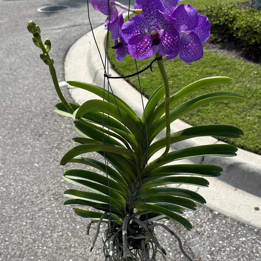Palmer Orchids - Nurseries & Gardening Near Me - Bradenton, Florida Palmer Orchids - Nurseries & Gardening Near Me - Bradenton, Florida
