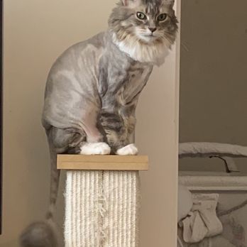 Brooklyn Paw House - Cat - Pet Groomers Near Me - Brooklyn, New York