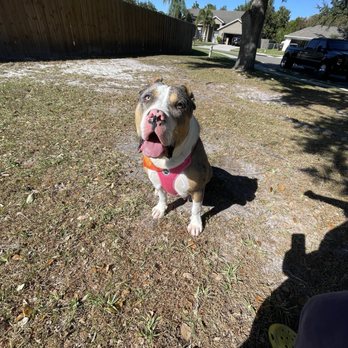 5 Star Pet Grooming - Got my girl looking good - Pet Groomers Near Me - Saint Cloud, Florida
