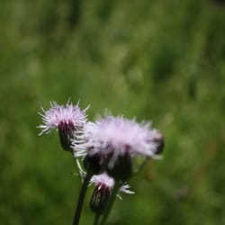 Niagara River Recreation Trail - Flowers - Niagara Parks Trail - Canada - Photo Credit: Richard Trus www.richardtrus.net