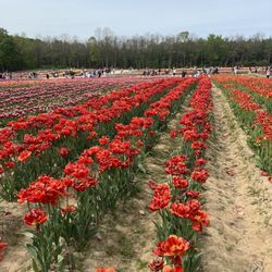 JP Niagara Tulip Experience