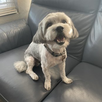 Nikki's Pet Spa - Fred - Pet Groomers Near Me - Norco, California