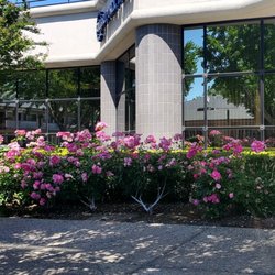 Bank of America Financial Center - Flowers in bloom, on the side of Bank of America.