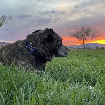 Peace for Paws - Pet Cremation Services Near Me - Henderson, Nevada Peace for Paws - Pet Cremation Services Near Me - Henderson, Nevada