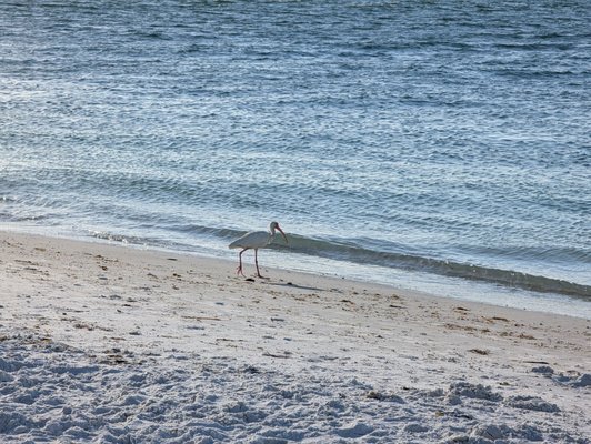 Bean Point Beach by null