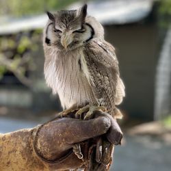 The Center for Birds of Prey