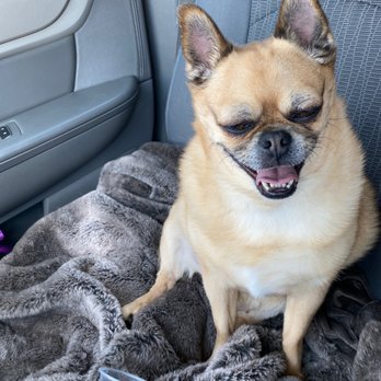 Utah Veterinary Hospital - Feeling all better with her split removed and a pup-accino in her belly. Shhh don't tell the vet tech Taylor.... - Veterinarians Near Me - American Fork, Utah