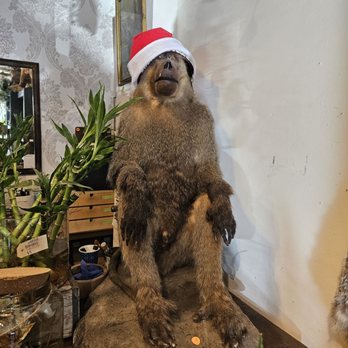 Natural Selection - Taxidermy Near Me - Reno, Nevada