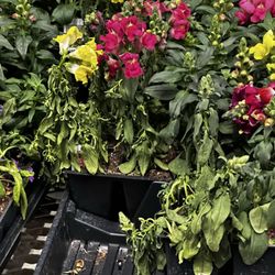 Tractor Supply - Wilted plants
