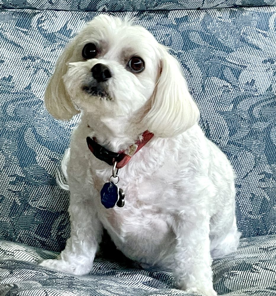 FRANKLIN GROOMING AND PET BOUTIQUE Updated June 2024 1859