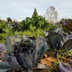Valley High Community Garden