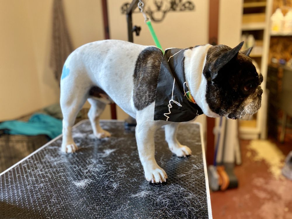 BELLY SCRUBS Updated August 2024 13 Photos Galt, California Pet Groomers Phone Number