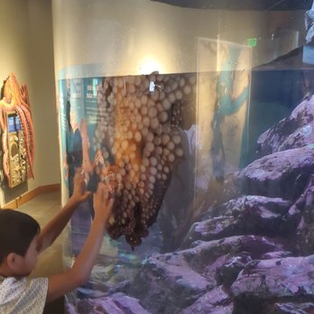 Seattle Aquarium - Octo - Aquariums Near Me - Seattle, Washington