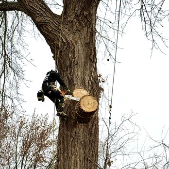 Alptex Tree Service - Tree Services Near Me Alptex Tree Service - Tree Services Near Me