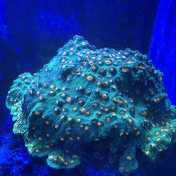 Green Mountain Coral - 5 year old chalice