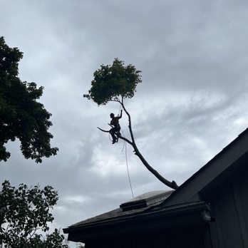 Timber Creek Tree Service - Tree Services Near Me
