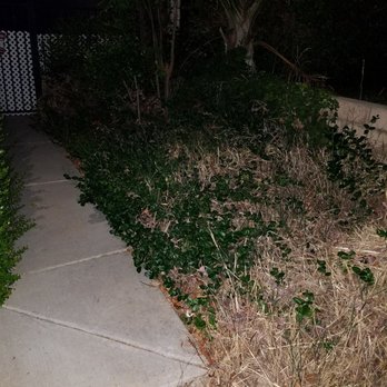 Lucero Tree Service - Before of side yard - Tree Services Near Me Lucero Tree Service - Before of side yard - Tree Services Near Me
