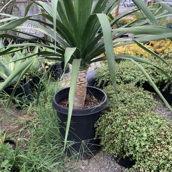 West Valley Nursery - Nurseries & Gardening Near Me - Tarzana, California West Valley Nursery - Nurseries & Gardening Near Me - Tarzana, California