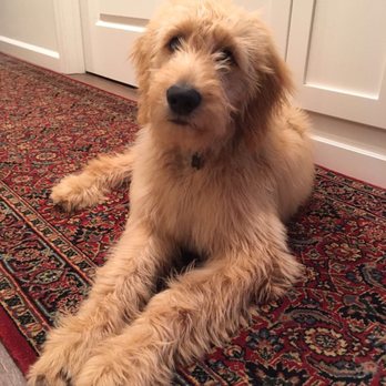 4E Kennels - Pet Breeders Near Me