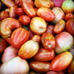 Ox Hollow Farm - Heirloom Tomatoes