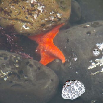 Fitzgerald Marine Reserve - Sadly, the only sea star I saw - Parks Near Me - Moss Beach, California Fitzgerald Marine Reserve - Sadly, the only sea star I saw - Parks Near Me - Moss Beach, California