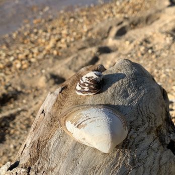 Caledon State Park - Drift wood and shells on the river's beach - Hiking Near Me - King George, Virginia