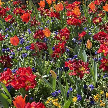 Fort Worth Botanic Garden - Spring flowers - Botanical Gardens Near Me - Fort Worth, Texas Fort Worth Botanic Garden - Spring flowers - Botanical Gardens Near Me - Fort Worth, Texas