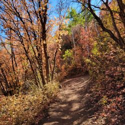Armstrong Trail