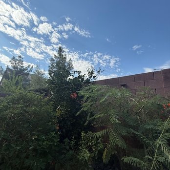 M&D Trees & Landscape - Backyard trees and shrubs not trimmed - Tree Services Near Me - Enterprise, Nevada
