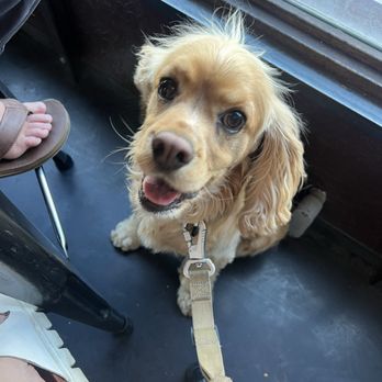 Sidetrack Brewing Company - They allow dogs! - Breweries Near Me - Albuquerque, New Mexico Sidetrack Brewing Company - They allow dogs! - Breweries Near Me - Albuquerque, New Mexico