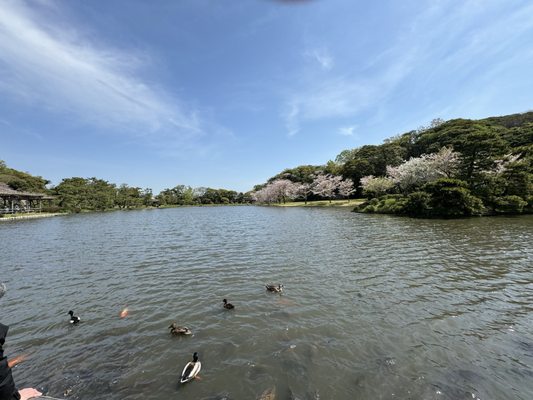 Sankeien Garden by null