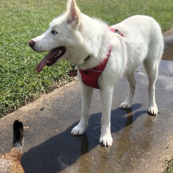 Wells Branch Dog Park - Dog Parks Near Me - Austin, Texas Wells Branch Dog Park - Dog Parks Near Me - Austin, Texas
